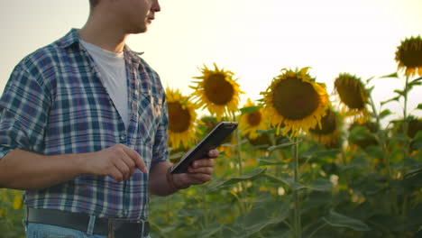 A-man-in-straw-hat-walks-across-a-field-with-large-sunflowers-and-writes-information-about-it-in-his-electronic-tablet-in-nature-at-sunset.